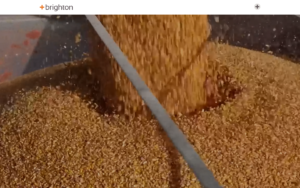 Brighton Website Screenshot